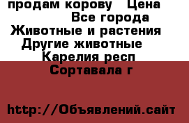 продам корову › Цена ­ 70 000 - Все города Животные и растения » Другие животные   . Карелия респ.,Сортавала г.